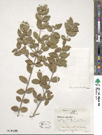 Phillyrea latifolia image