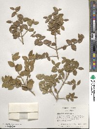 Phillyrea latifolia image