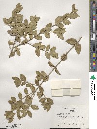 Phillyrea latifolia image