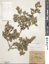 Phillyrea latifolia image