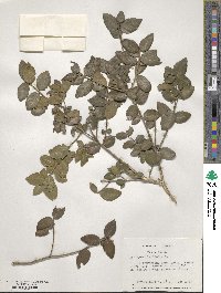 Phillyrea latifolia image