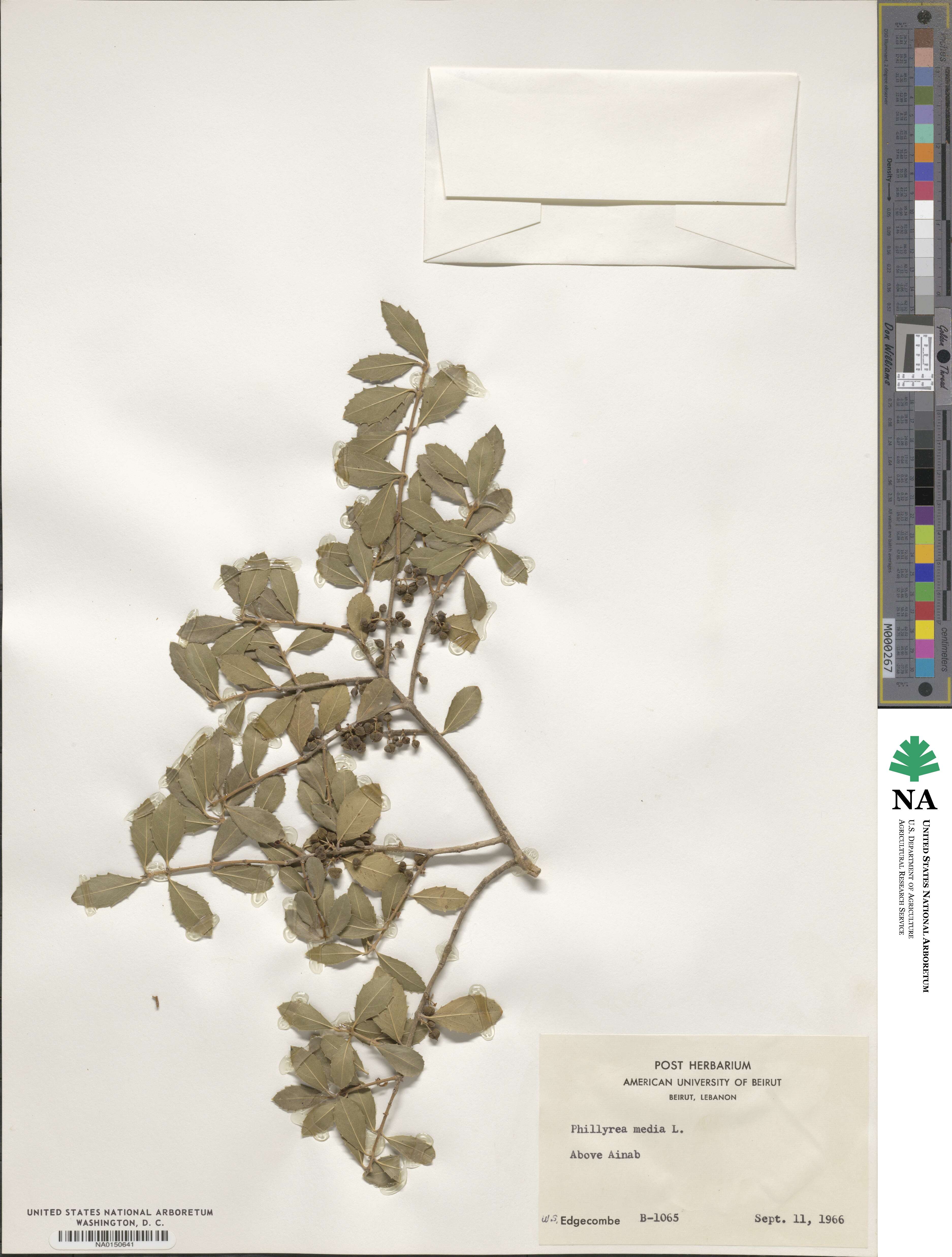 Phillyrea latifolia image