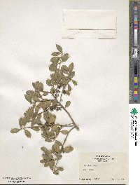 Phillyrea latifolia image