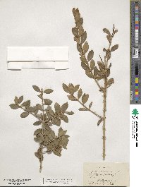 Phillyrea latifolia image