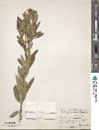 Phillyrea angustifolia image