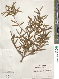 Phillyrea angustifolia image