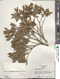 Phillyrea angustifolia image