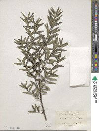 Phillyrea angustifolia image