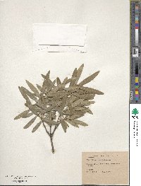 Phillyrea latifolia image