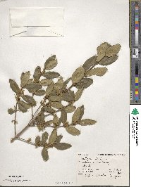 Phillyrea latifolia image