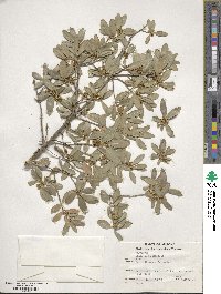 Phillyrea latifolia image