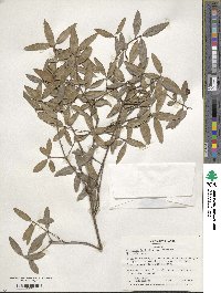 Phillyrea latifolia image