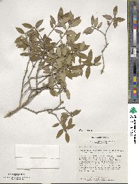 Phillyrea latifolia image