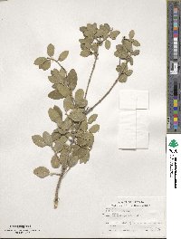 Phillyrea latifolia image