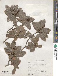 Phillyrea latifolia image