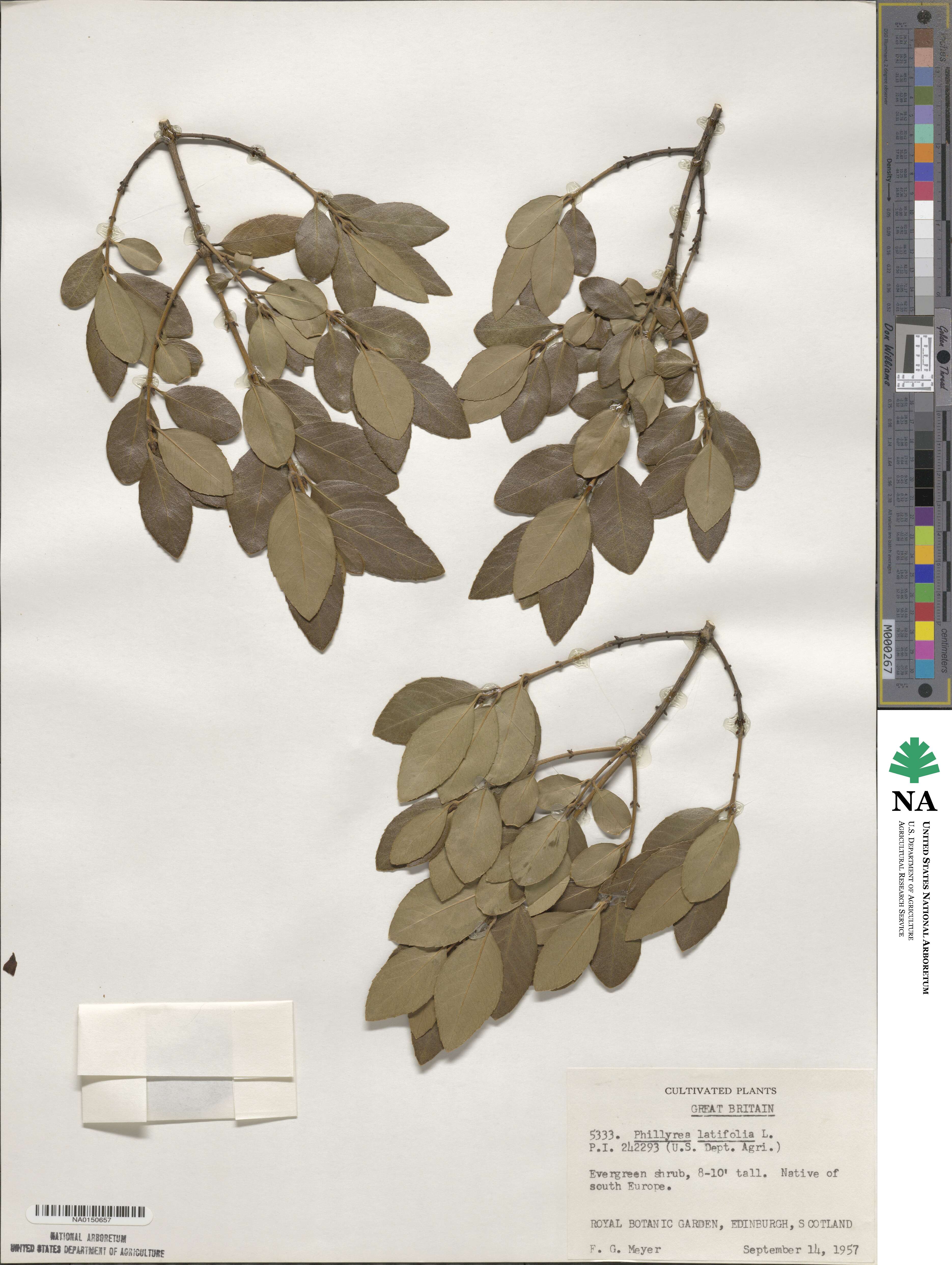 Phillyrea latifolia image