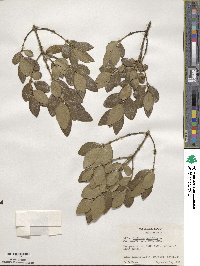 Phillyrea latifolia image