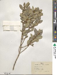 Phillyrea latifolia image