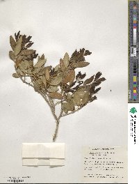 Phillyrea latifolia image