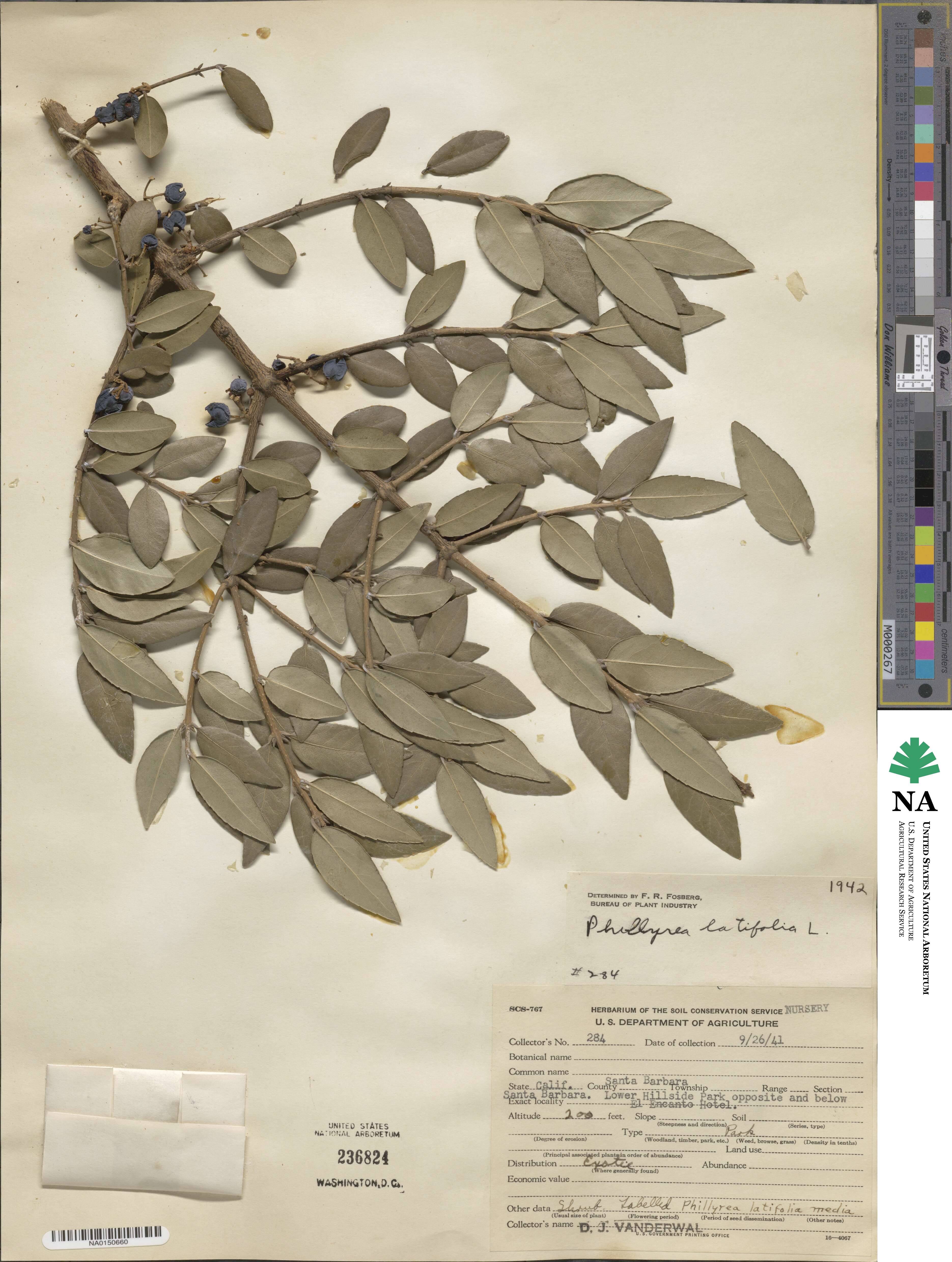 Phillyrea latifolia image