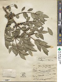 Phillyrea latifolia image