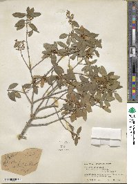 Phillyrea latifolia image