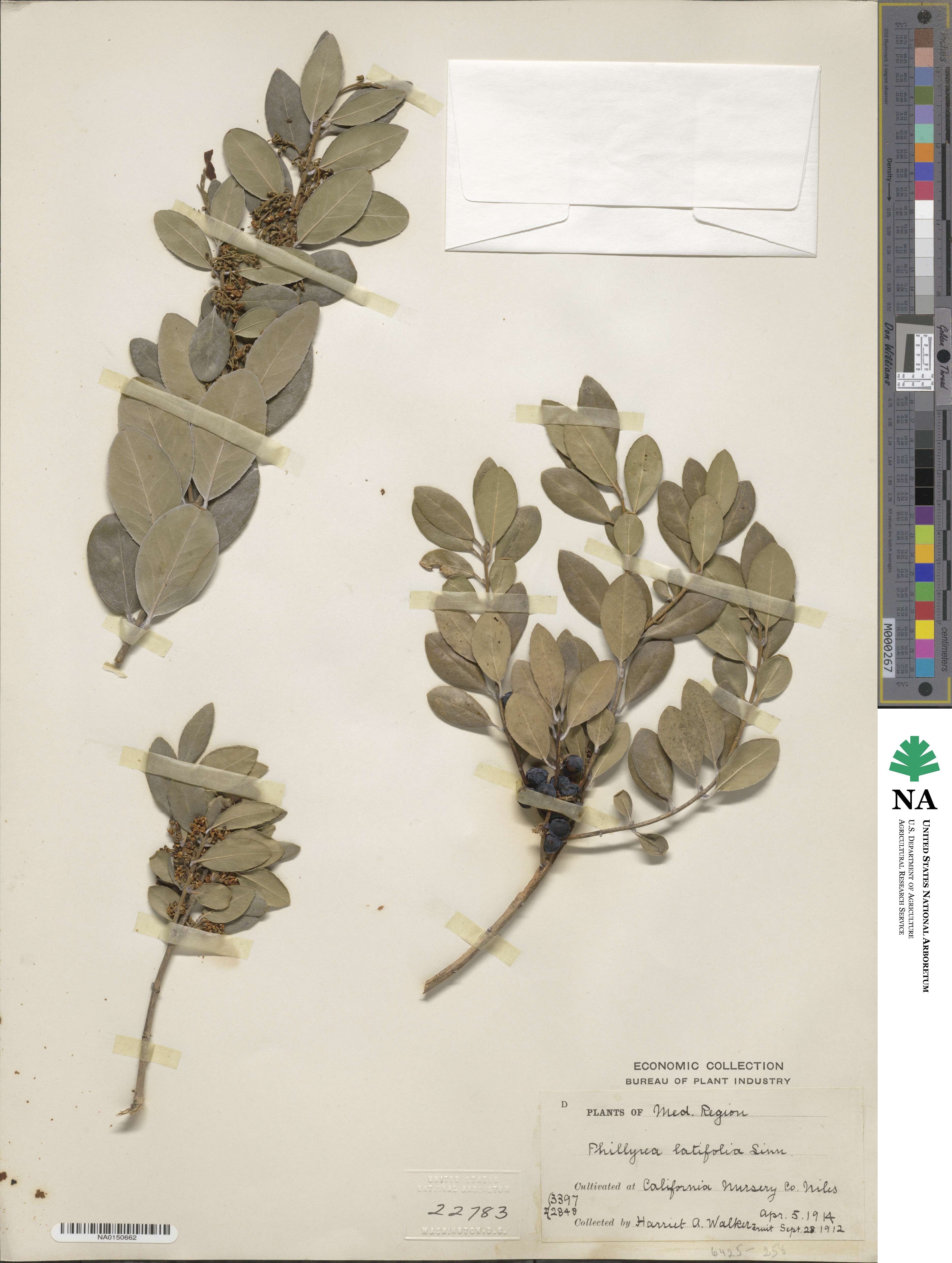 Phillyrea latifolia image