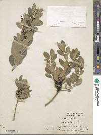 Phillyrea latifolia image