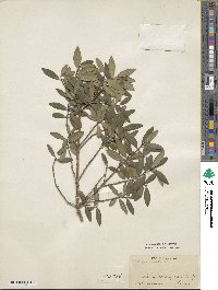 Phillyrea latifolia image