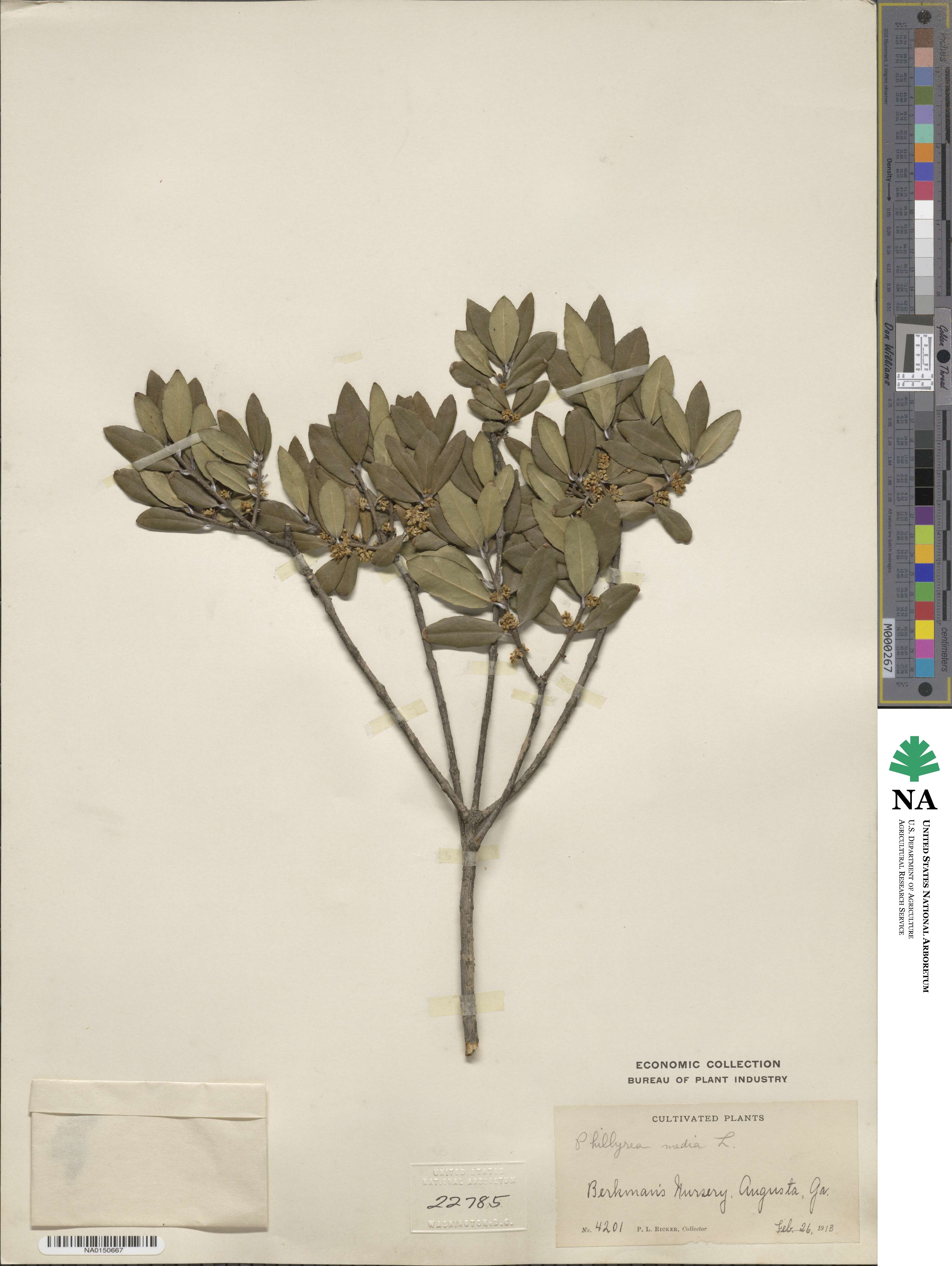 Phillyrea latifolia image