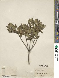 Phillyrea latifolia image