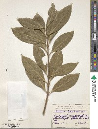 Osmanthus decorus image