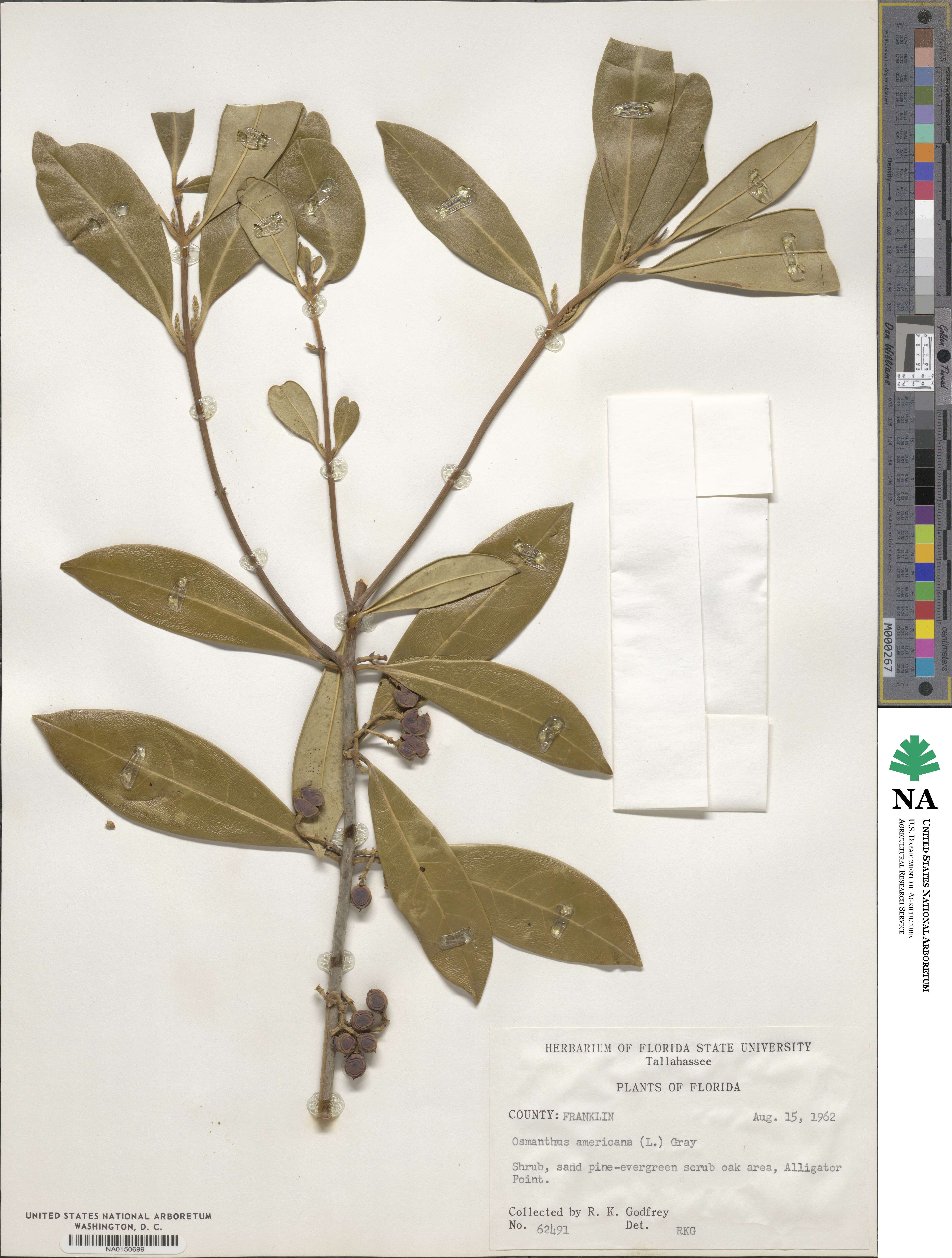 Cartrema americana image
