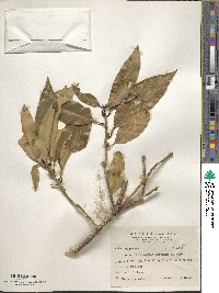 Osmanthus heterophyllus image