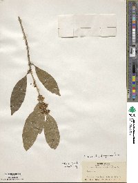 Osmanthus fragrans image