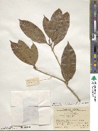 Osmanthus fragrans image