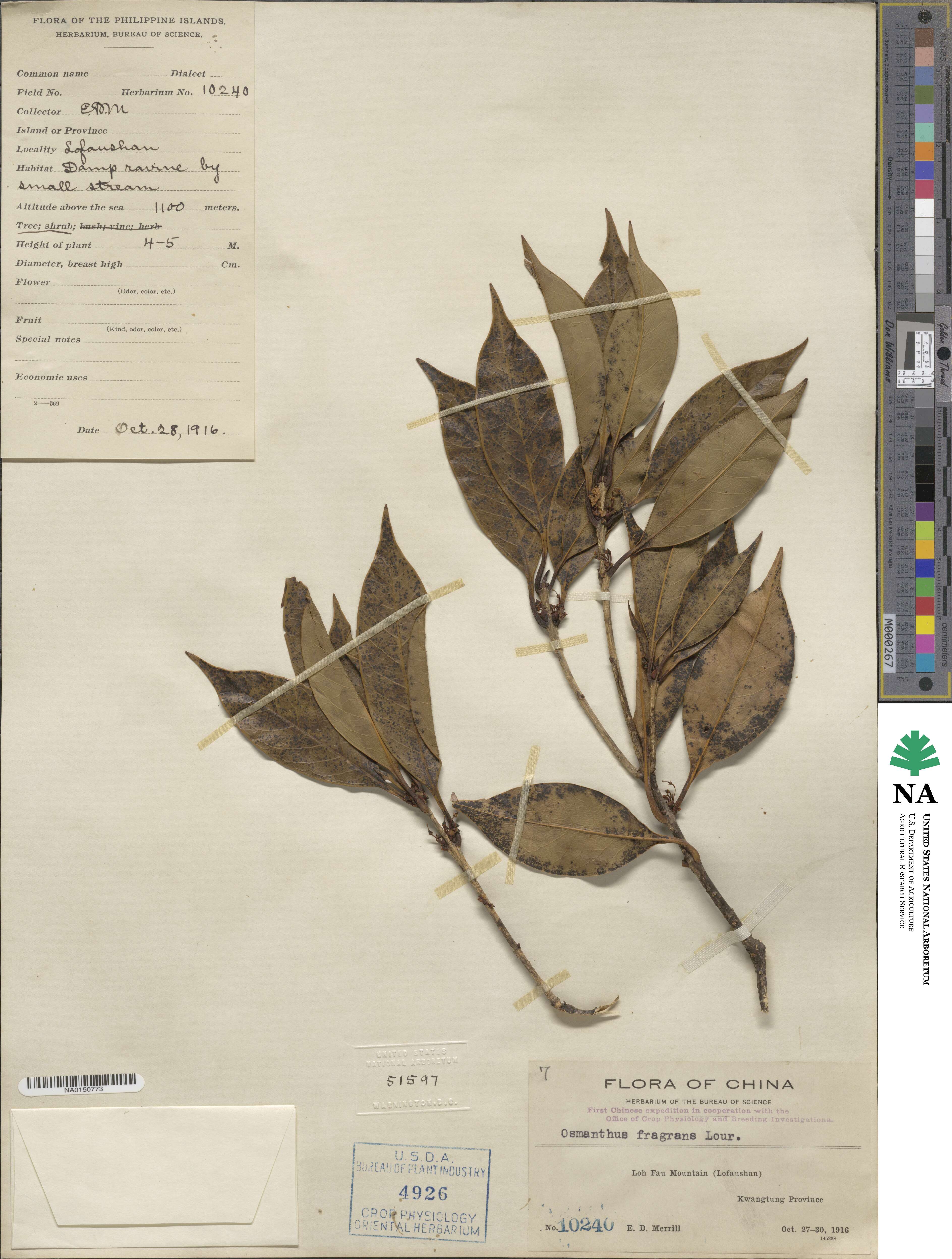 Osmanthus fragrans image