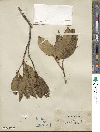 Osmanthus fragrans image