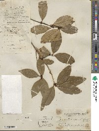 Osmanthus fragrans image