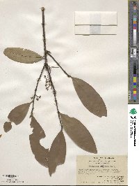 Osmanthus fragrans image