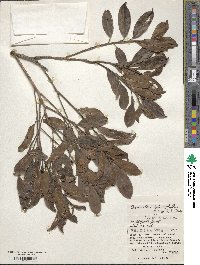 Osmanthus heterophyllus image