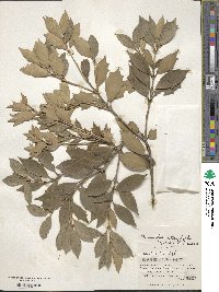 Osmanthus heterophyllus image