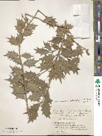 Osmanthus heterophyllus image