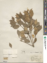 Osmanthus heterophyllus image