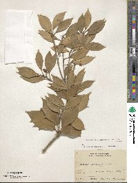 Osmanthus heterophyllus image