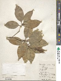 Osmanthus insularis image