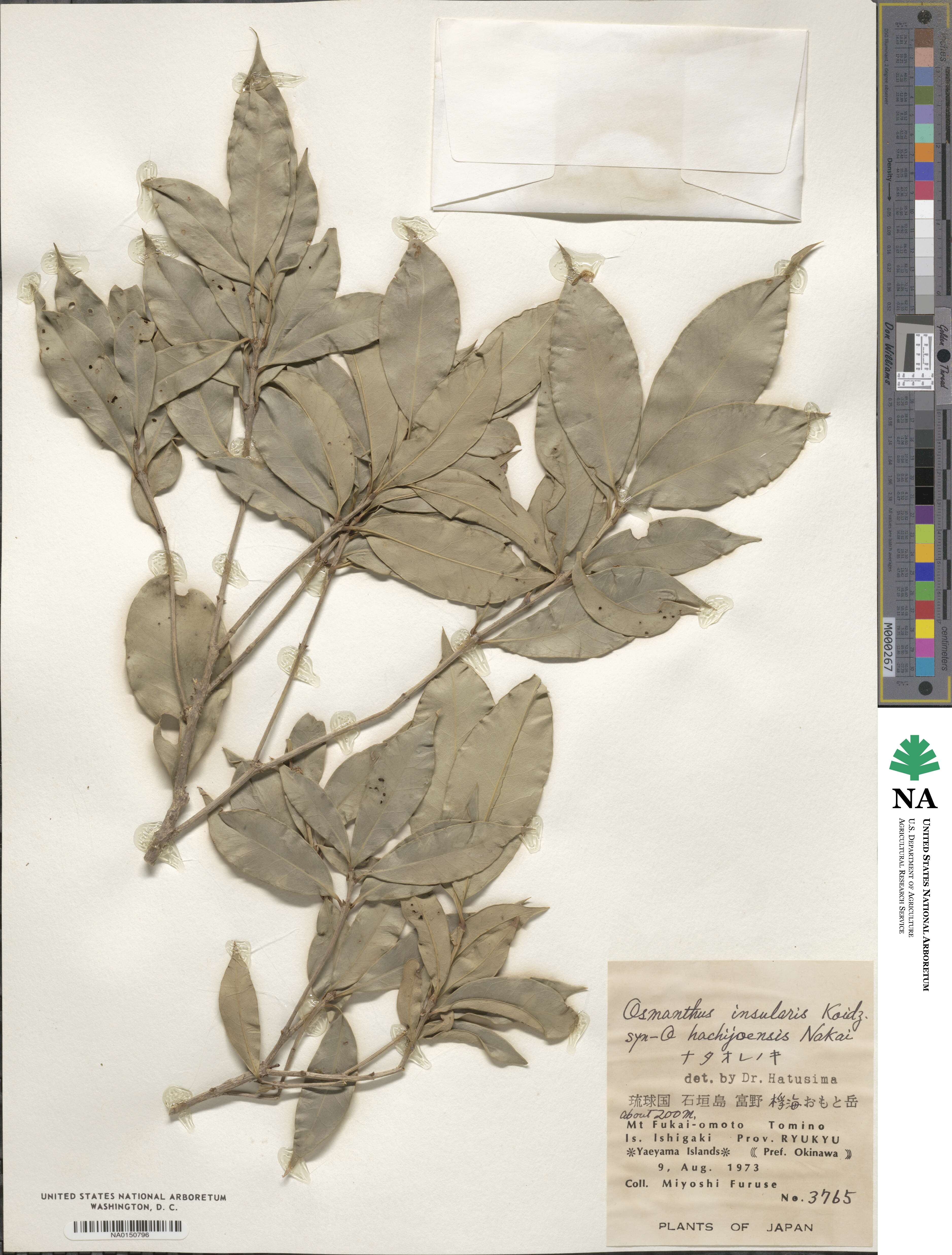 Osmanthus insularis image