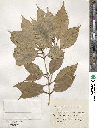 Osmanthus insularis image