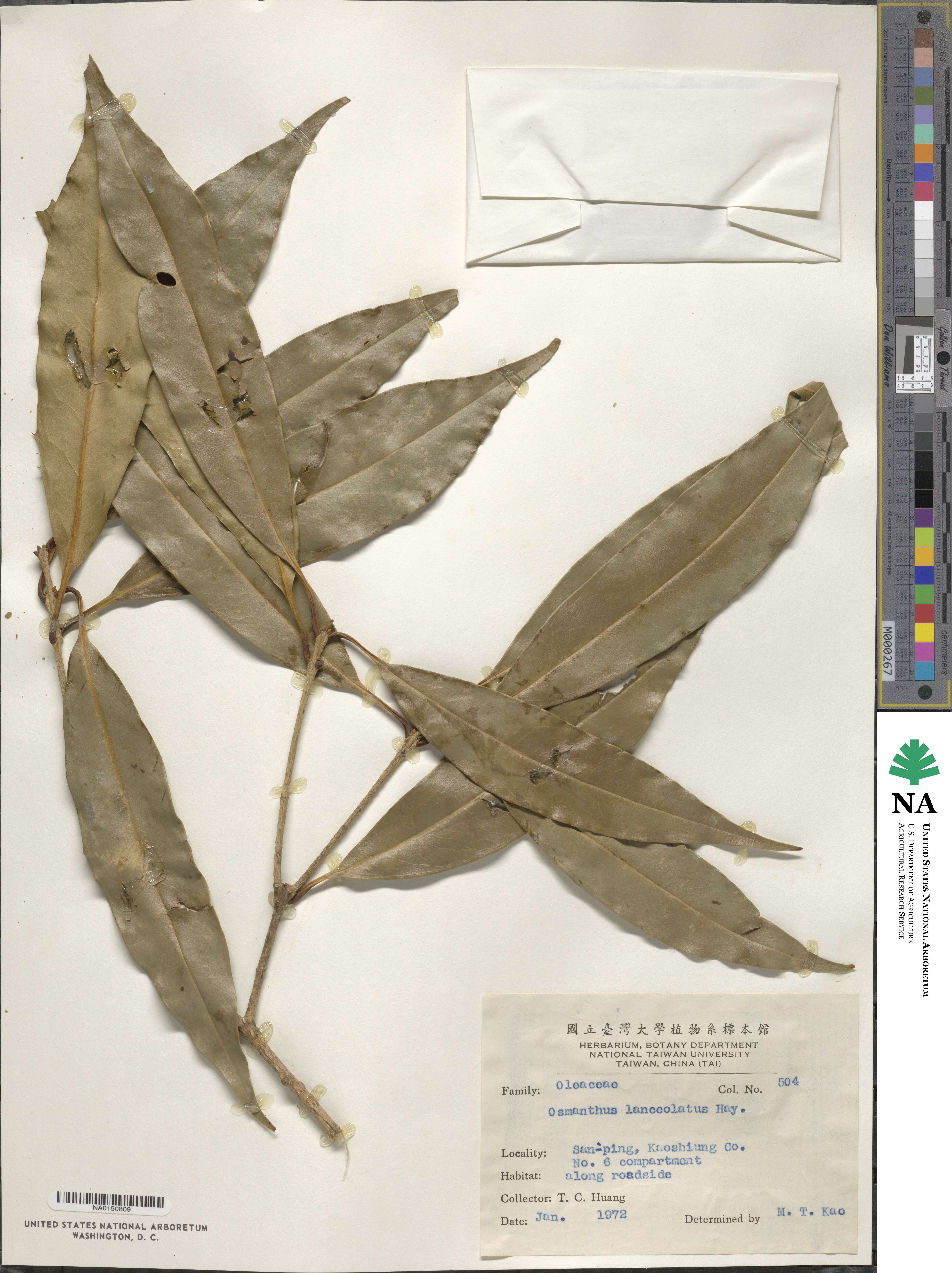 Osmanthus lanceolatus image