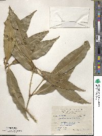 Image of Osmanthus lanceolatus